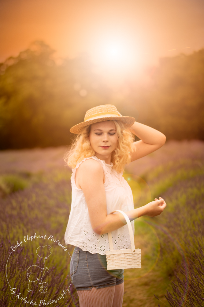 lavender field sunset photo